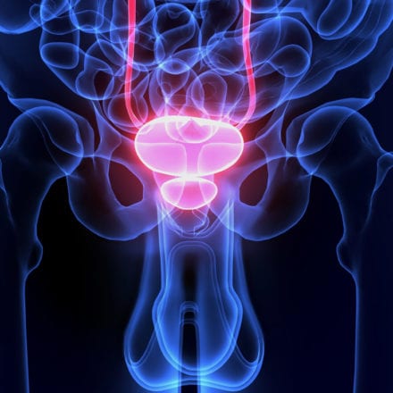 prostate-anatomy