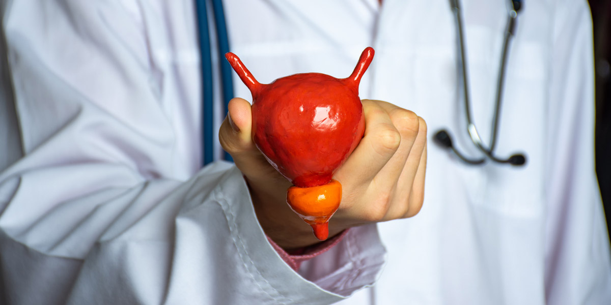 Doctor-holding-model-of-human-urinary-bladder-and-enlarged-prostate-(BPH)